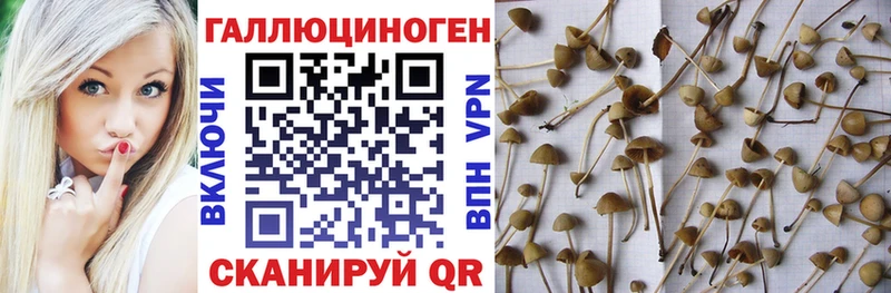 Псилоцибиновые грибы мицелий  Апшеронск 